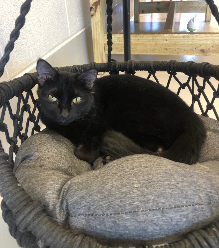 Blackberry, an adoptable Domestic Short Hair in Dalton, GA, 30721 | Photo Image 1