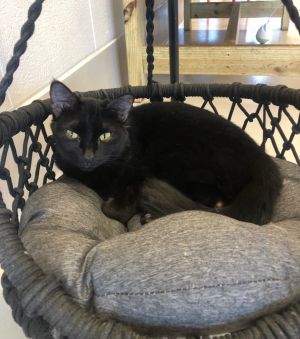 Blackberry, Adult Male Domestic Short Hair