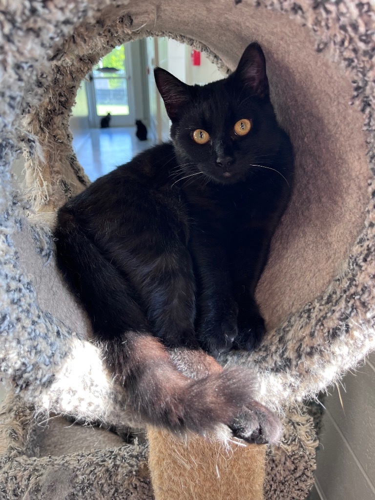 Blackberry, an adoptable Domestic Short Hair in Dalton, GA, 30721 | Photo Image 2