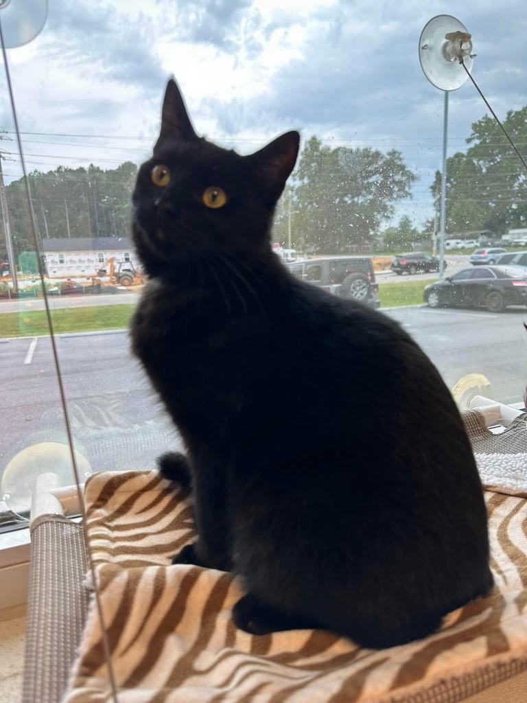 Blackberry, an adoptable Domestic Short Hair in Dalton, GA, 30721 | Photo Image 3