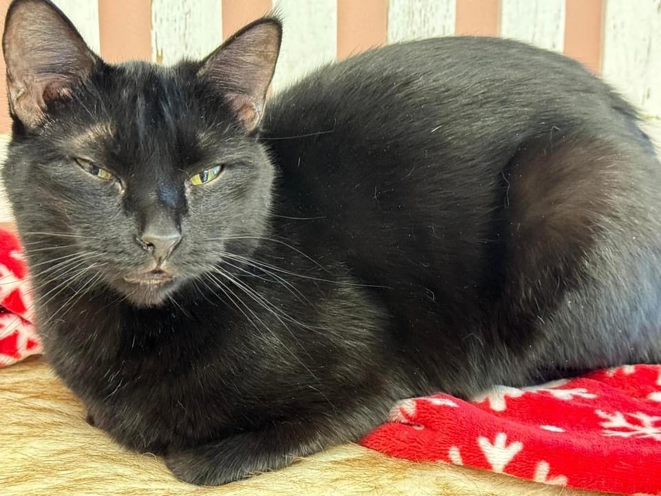 Blackberry, an adoptable Domestic Short Hair in Dalton, GA, 30721 | Photo Image 5