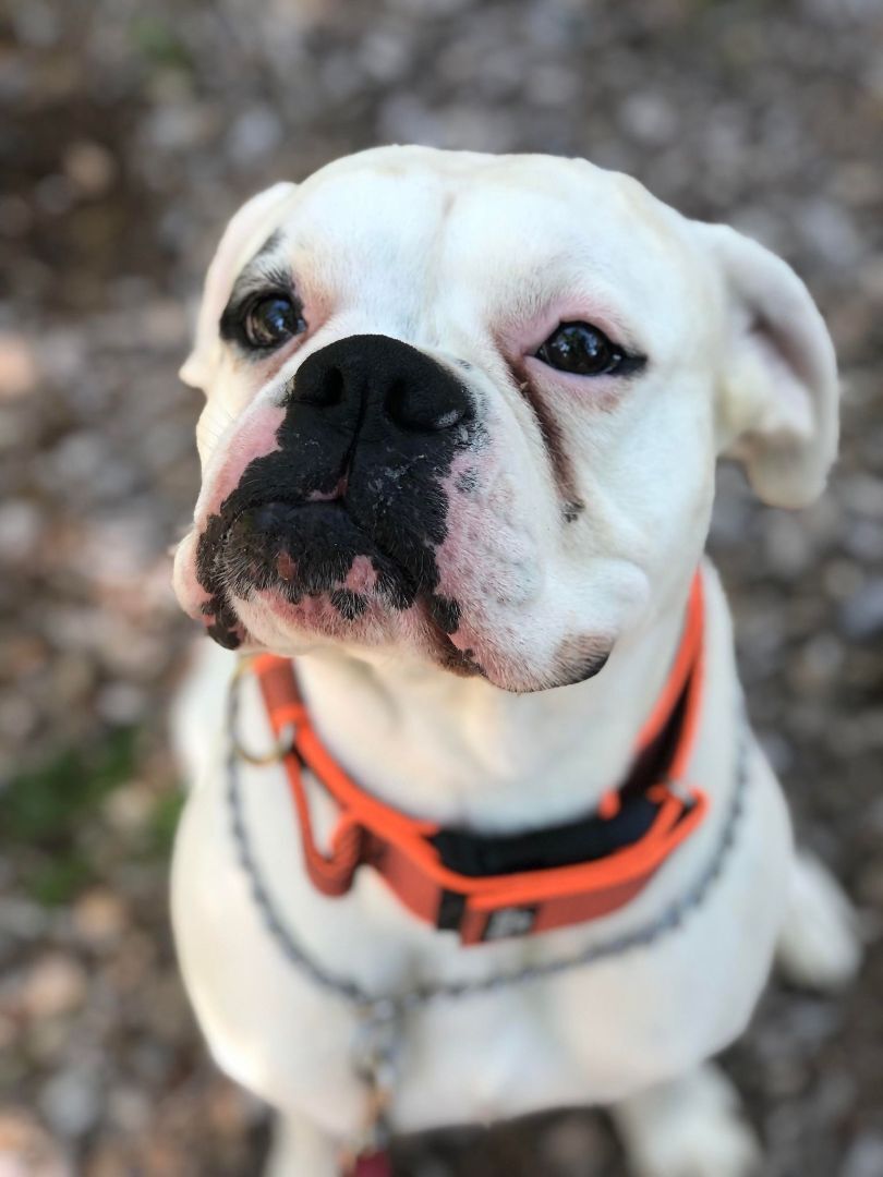 Dog for adoption - Lobo, a Boxer in Cheboygan, MI | Petfinder