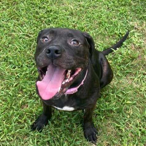 Rosie, an adoptable American Bully, Labrador Retriever in Hinesville, GA, 31313 | Photo Image 1