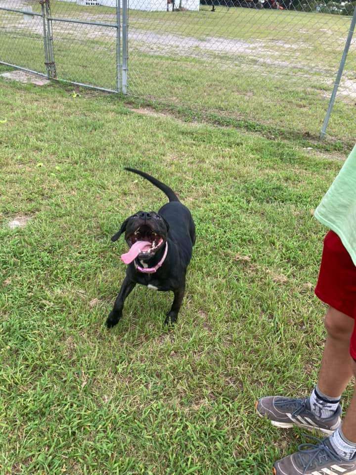 Rosie, an adoptable American Bully, Labrador Retriever in Hinesville, GA, 31313 | Photo Image 3