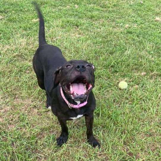 Rosie, an adoptable American Bully, Labrador Retriever in Hinesville, GA, 31313 | Photo Image 4