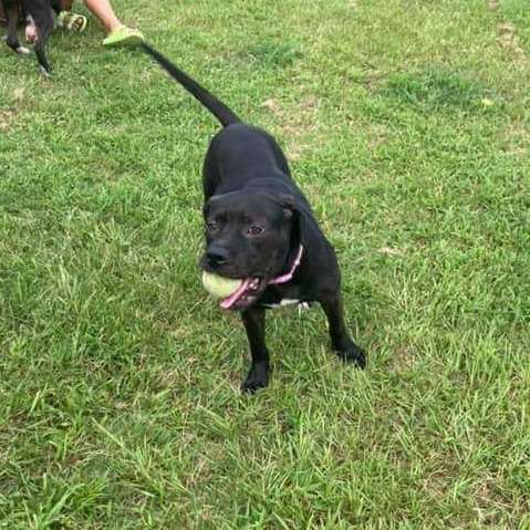 Rosie, an adoptable American Bully, Labrador Retriever in Hinesville, GA, 31313 | Photo Image 5