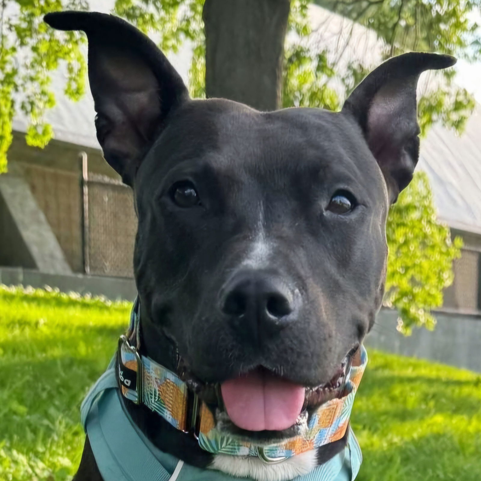 Maggie, an adoptable Pit Bull Terrier in Framingham, MA, 01701 | Photo Image 1