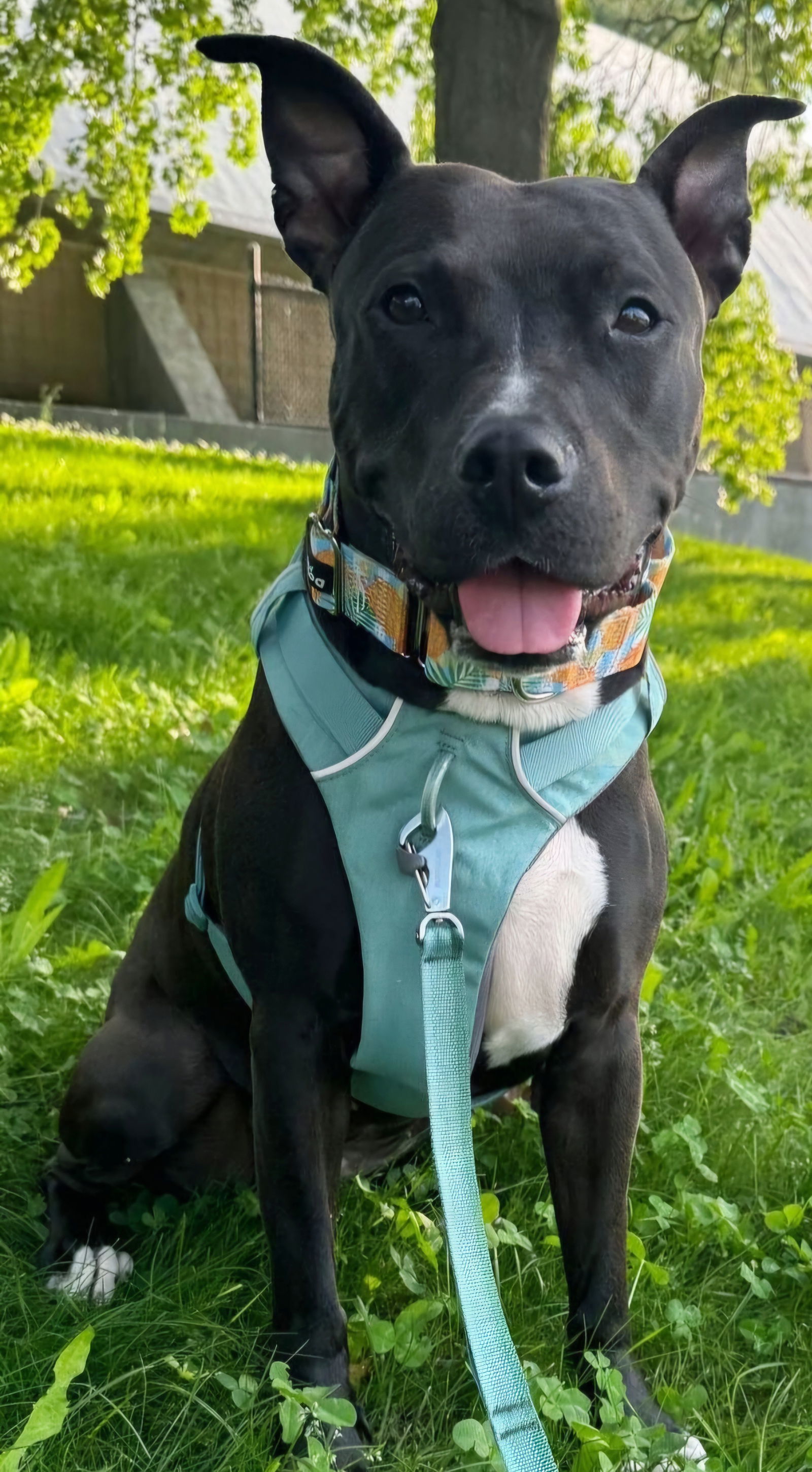 Maggie, an adoptable Pit Bull Terrier in Framingham, MA, 01701 | Photo Image 2