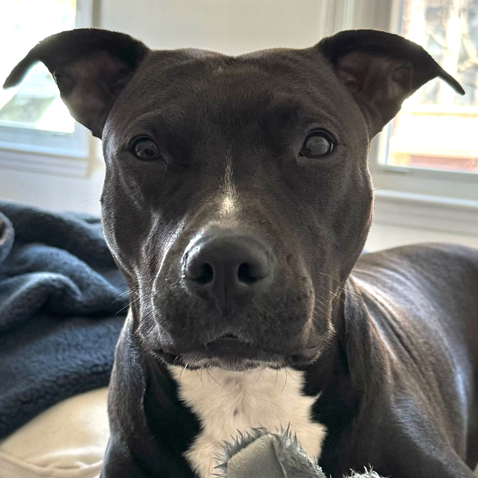 Maggie, an adoptable Pit Bull Terrier in Framingham, MA, 01701 | Photo Image 3