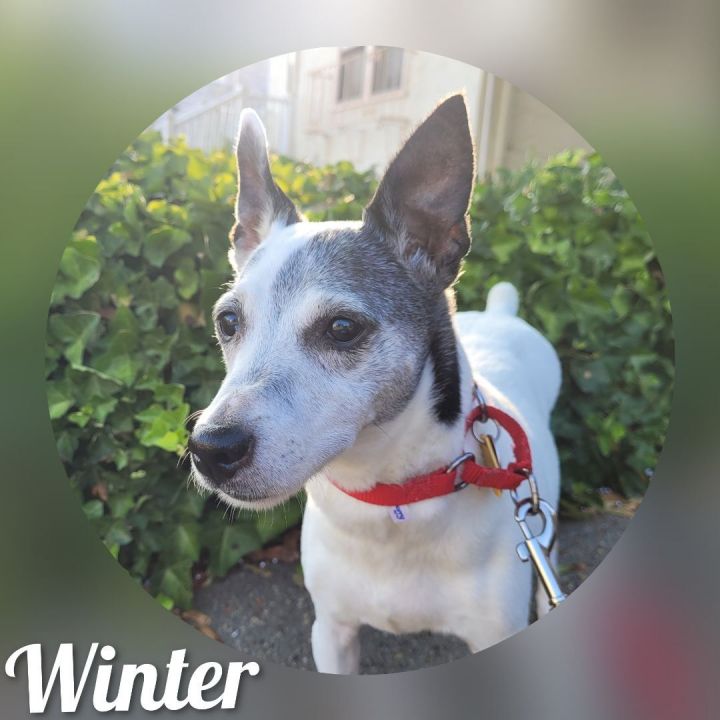 Winter, an adoptable Rat Terrier in Bayside, NY_image-2