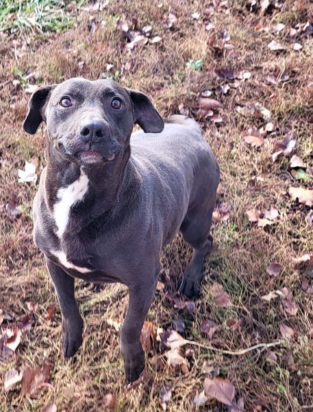 Shadow, an adoptable Pit Bull Terrier in Fairfield, IL, 62837 | Photo Image 2