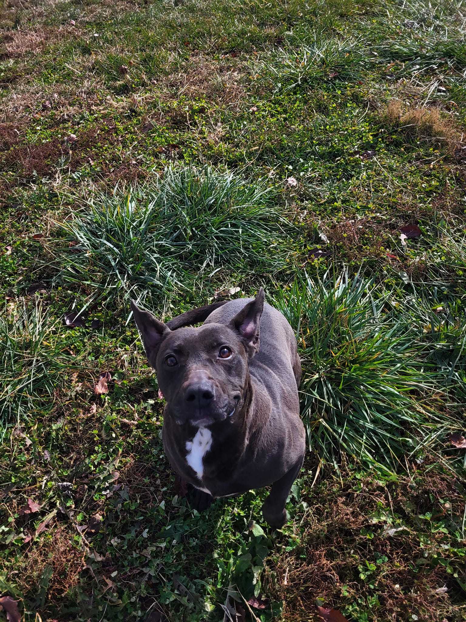 Shadow, an adoptable Pit Bull Terrier in Fairfield, IL, 62837 | Photo Image 1