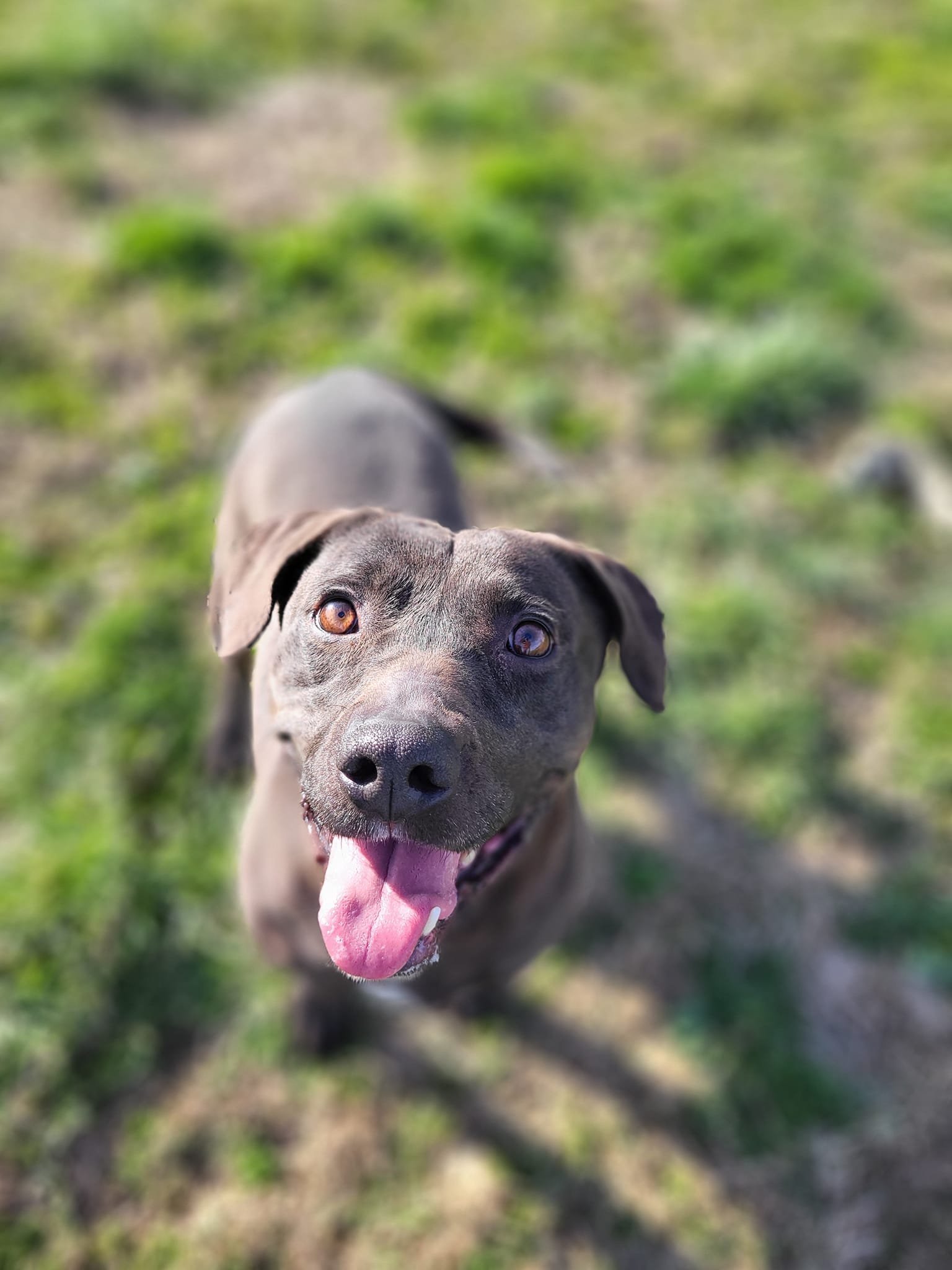 Shadow, an adoptable Pit Bull Terrier in Fairfield, IL, 62837 | Photo Image 3