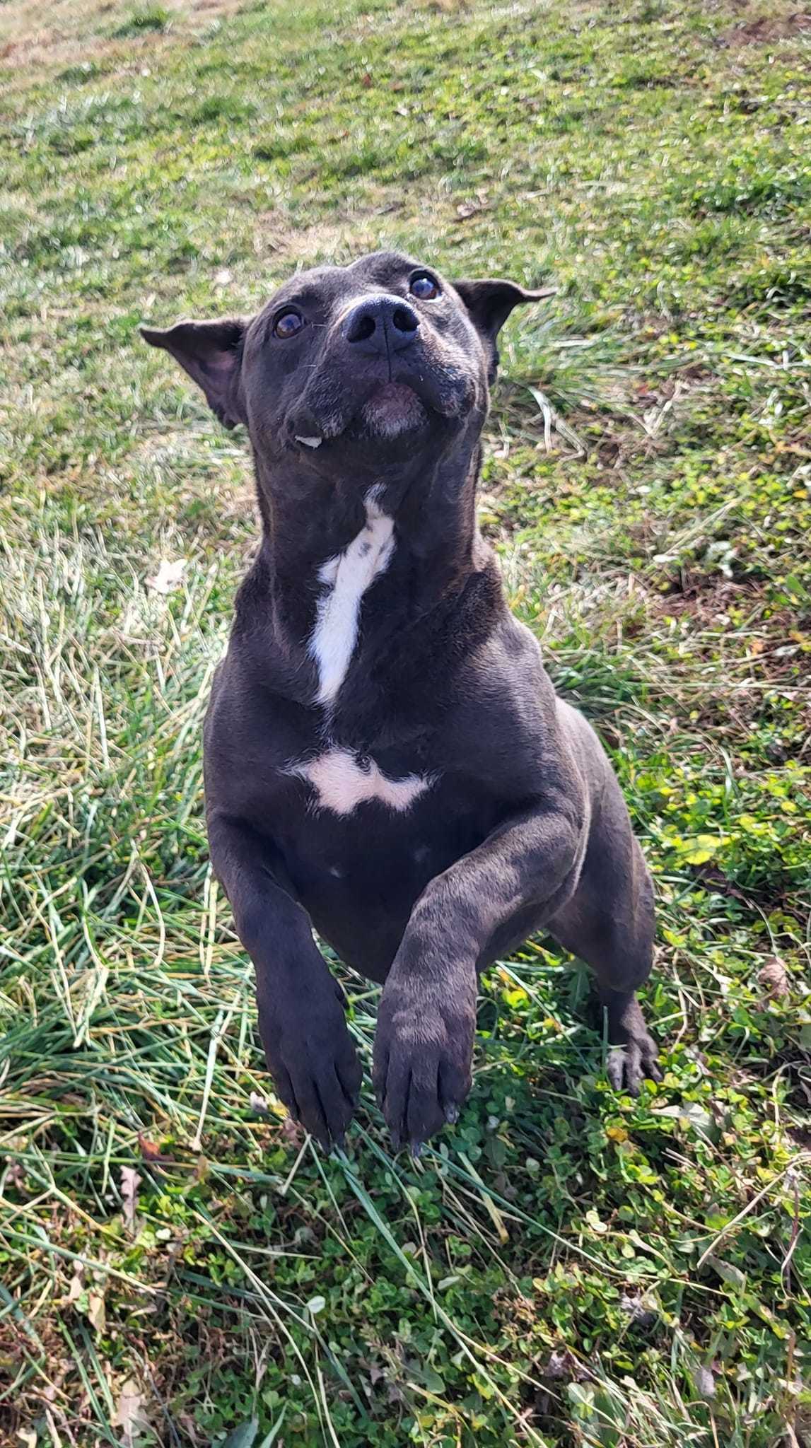 Shadow, an adoptable Pit Bull Terrier in Fairfield, IL, 62837 | Photo Image 4