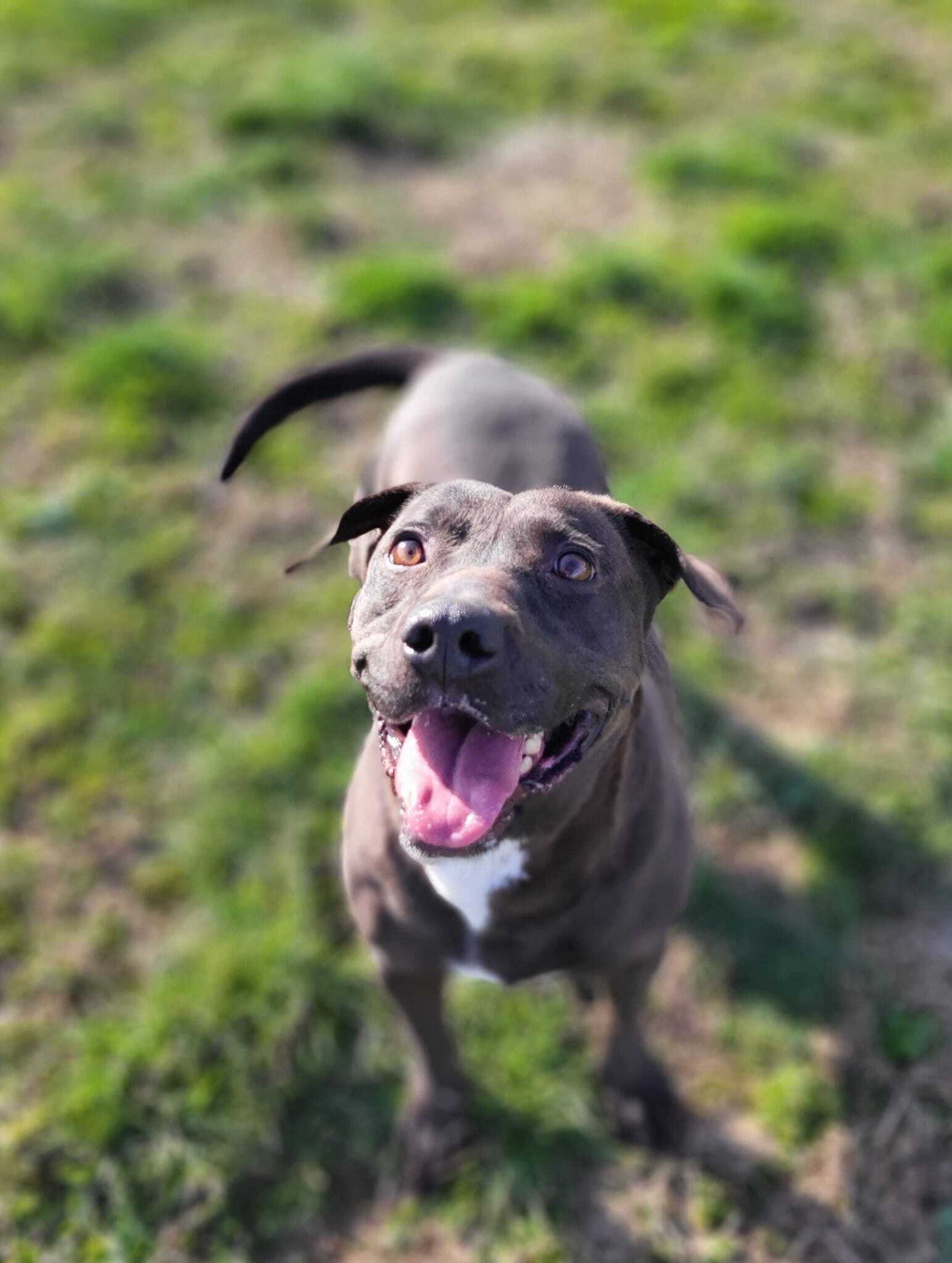 Shadow, an adoptable Pit Bull Terrier in Fairfield, IL, 62837 | Photo Image 5