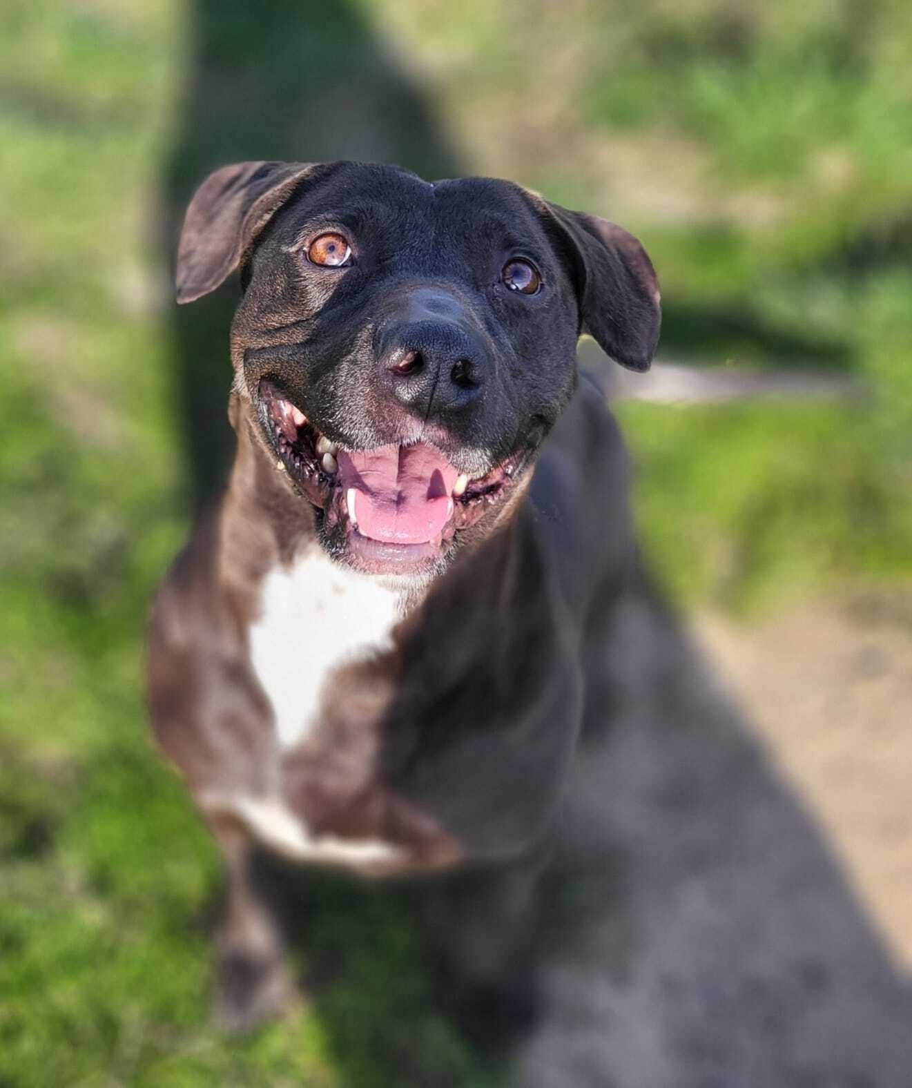 Shadow, an adoptable Pit Bull Terrier in Fairfield, IL, 62837 | Photo Image 6