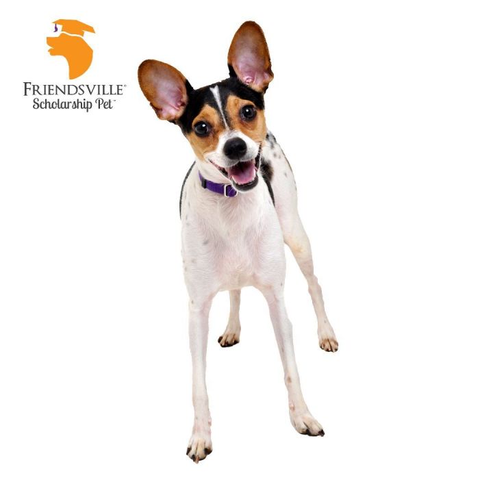 Yoko, an adoptable Rat Terrier & Beagle Mix in Friendsville, TN_image-2