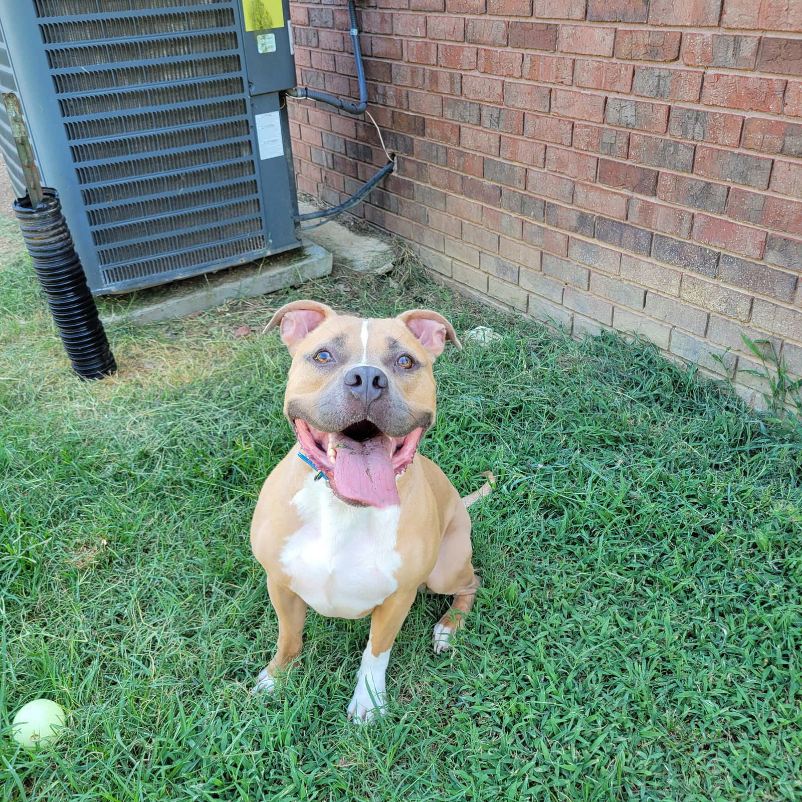 Miller, an adoptable Pit Bull Terrier in Munford, TN, 38058 | Photo Image 1