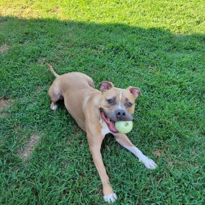 Miller, Young Male Pit Bull Terrier