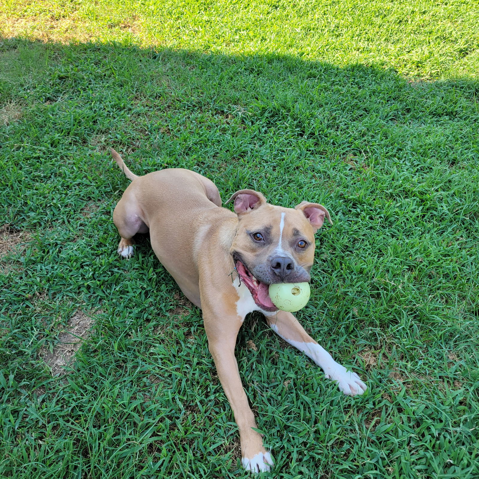 Miller, an adoptable Pit Bull Terrier in Munford, TN, 38058 | Photo Image 2