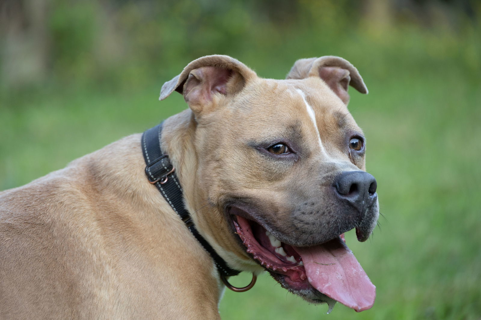 Miller, an adoptable Pit Bull Terrier in Munford, TN, 38058 | Photo Image 3