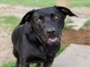 LIZZY's profile on Petfinder.com