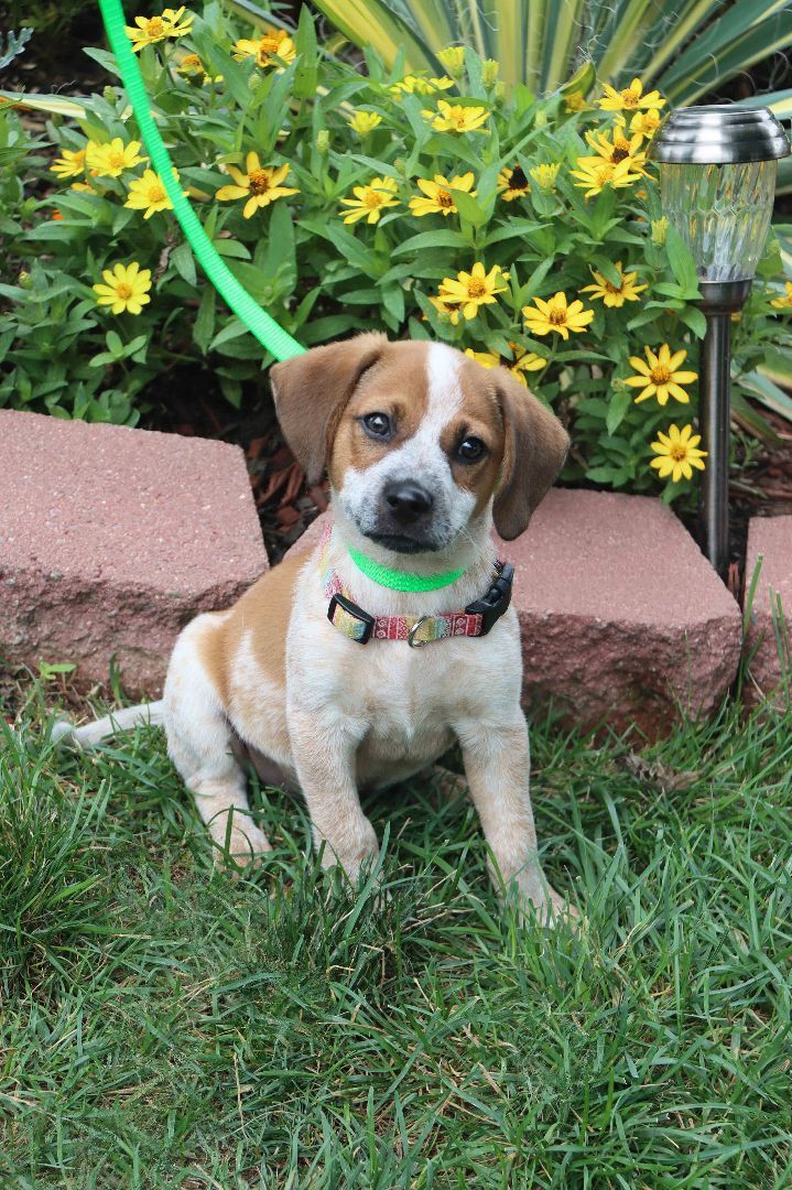 Boomers, an adopted Beagle & Coonhound Mix in Louisville, KY_image-1