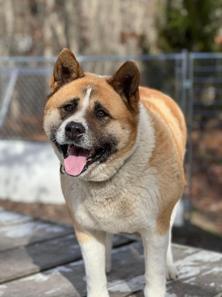 Tilly , an adoptable Akita in Toms River, NJ_image-1