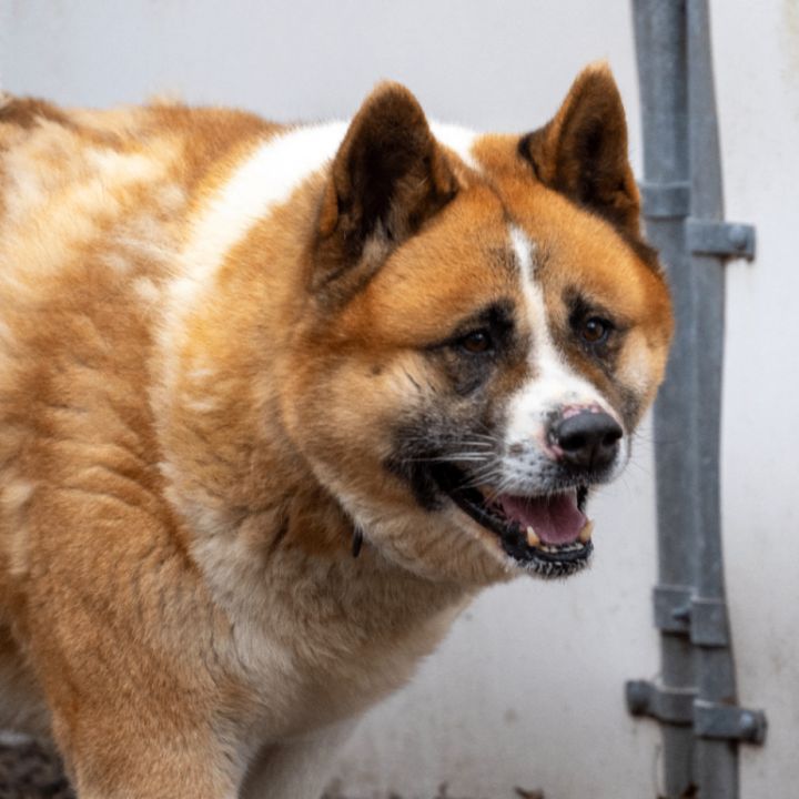 Tilly , an adoptable Akita in Toms River, NJ_image-5