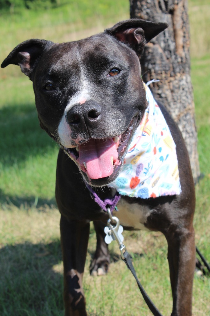 Poppy, an adoptable Mixed Breed in Menomonie, WI, 54751 | Photo Image 5
