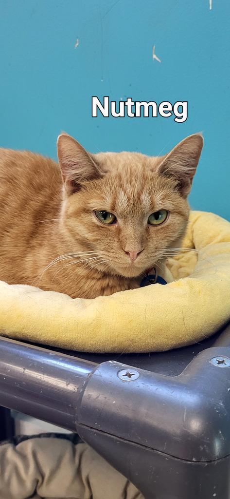 Nutmeg, an adoptable Domestic Short Hair in Kendallville, IN, 46755 | Photo Image 2