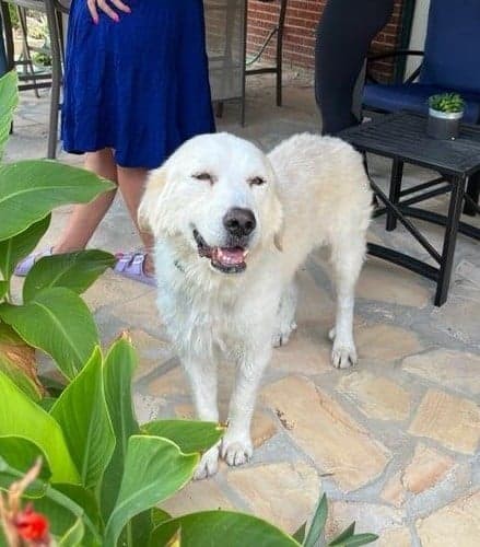 Sweetness Payton SAT AN Charlie, an adopted Great Pyrenees Mix in Sherman, TX_image-3