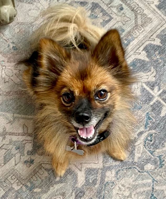 Zophia Alena, an adopted Pomeranian Mix in Thompson's Station, TN_image-1