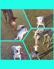 Sugar, an adoptable Pit Bull Terrier & Australian Cattle Dog / Blue Heeler Mix in Oklahoma City, OK_image-2