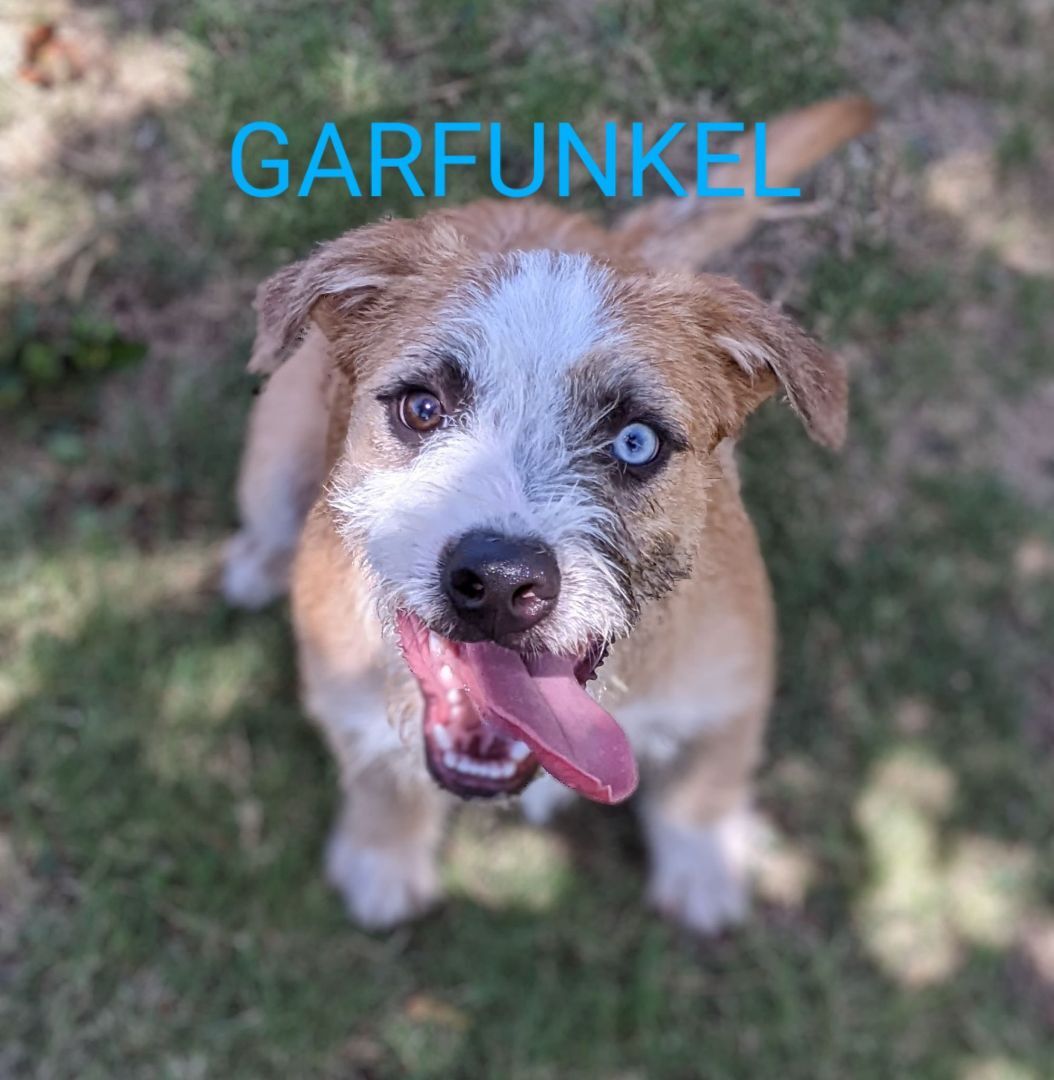 Garfunkle