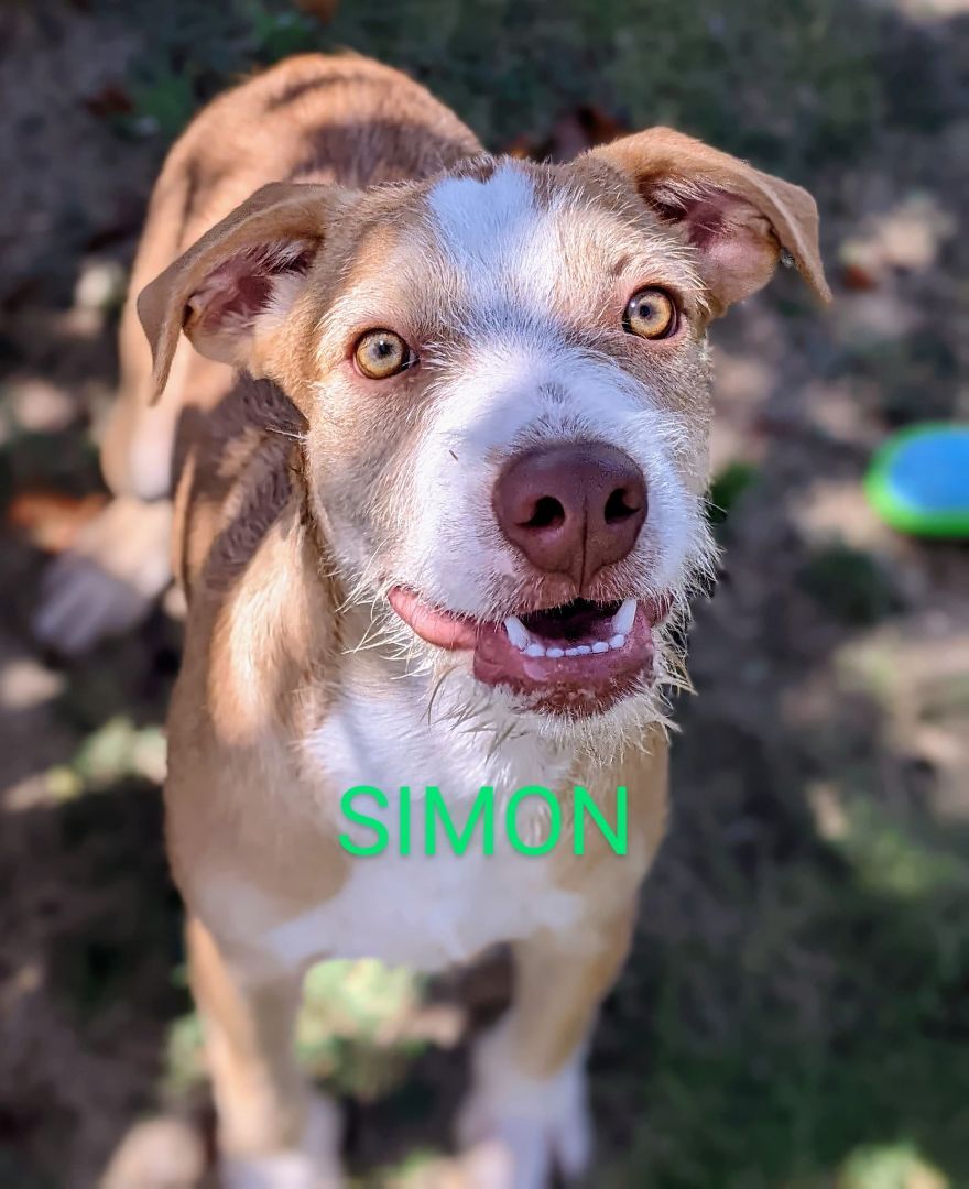 Simon