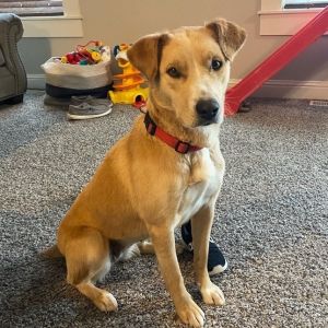 Dog For Adoption Honey A Yellow Labrador Retriever Australian Cattle Dog Blue Heeler Mix In Pocatello Id Petfinder