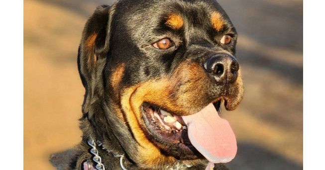 Ken, an adoptable Rottweiler in Gilbert, AZ, 85296 | Photo Image 1