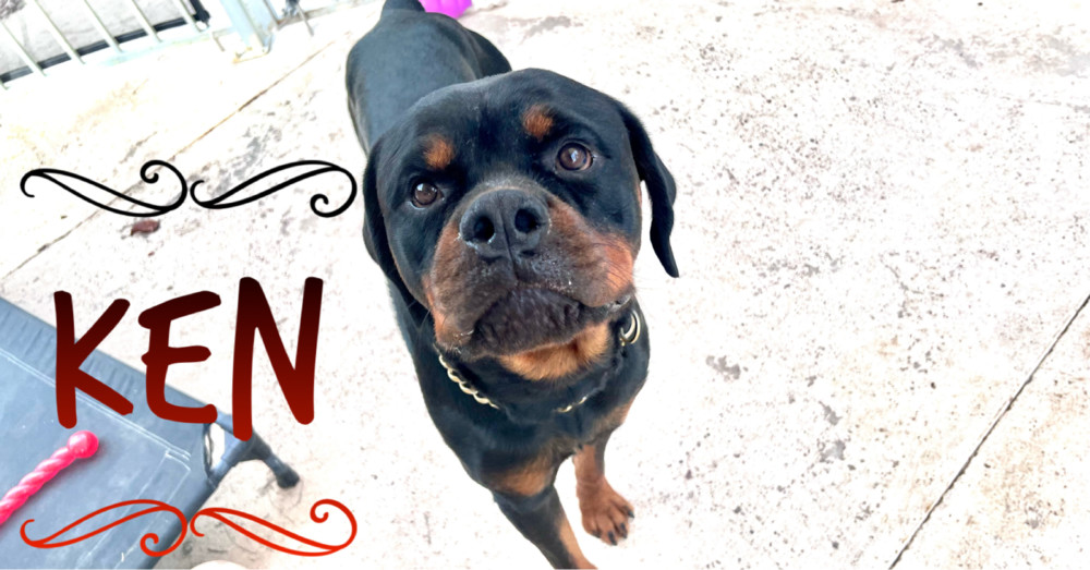 Ken, an adoptable Rottweiler in Gilbert, AZ, 85296 | Photo Image 3