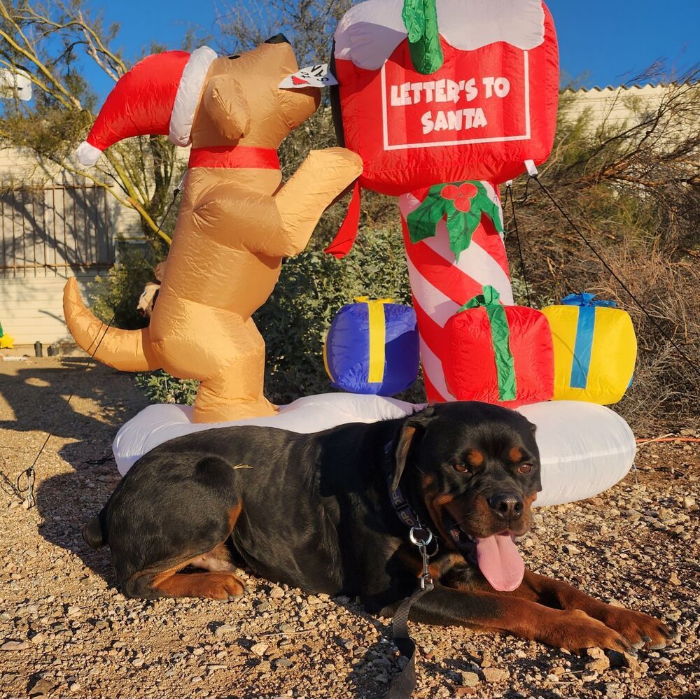 Ken, an adoptable Rottweiler in Gilbert, AZ, 85296 | Photo Image 4