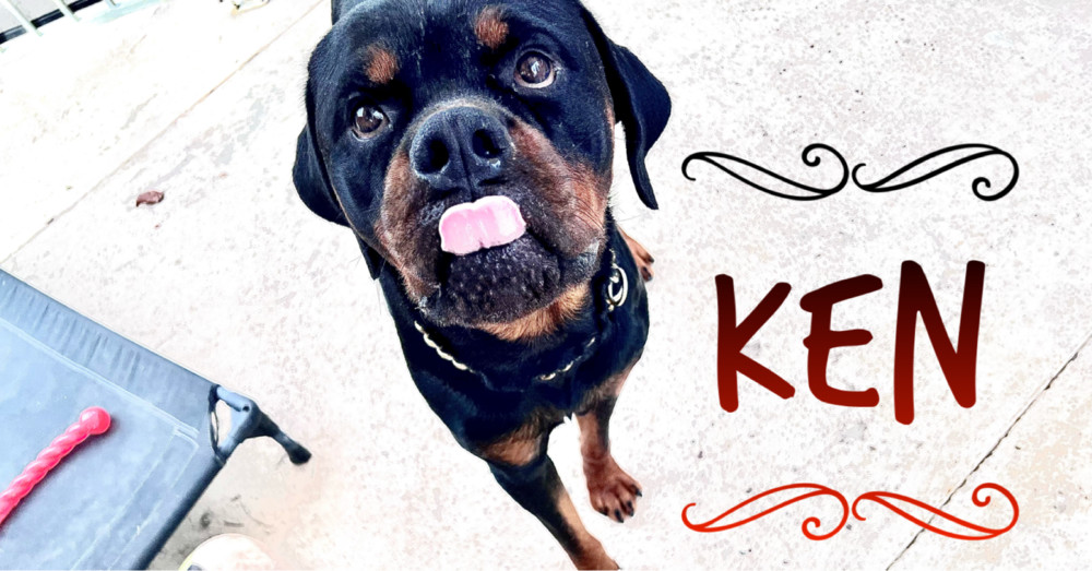 Ken, an adoptable Rottweiler in Gilbert, AZ, 85296 | Photo Image 5