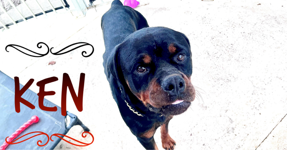 Ken, an adoptable Rottweiler in Gilbert, AZ, 85296 | Photo Image 6