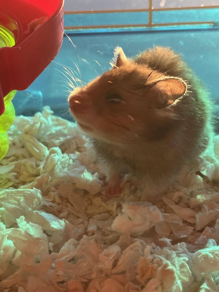 Eliza, an adoptable Hamster in Indianapolis, IN_image-2