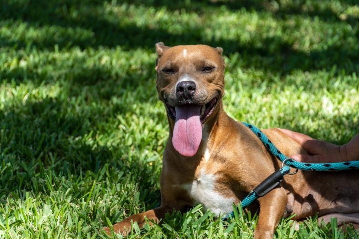 Andromeda, an adoptable American Staffordshire Terrier & Boston Terrier Mix in Fulton, TX_image-1