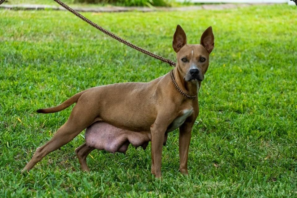 Andromeda, an adoptable American Staffordshire Terrier, Boston Terrier in Fulton, TX, 78358 | Photo Image 4