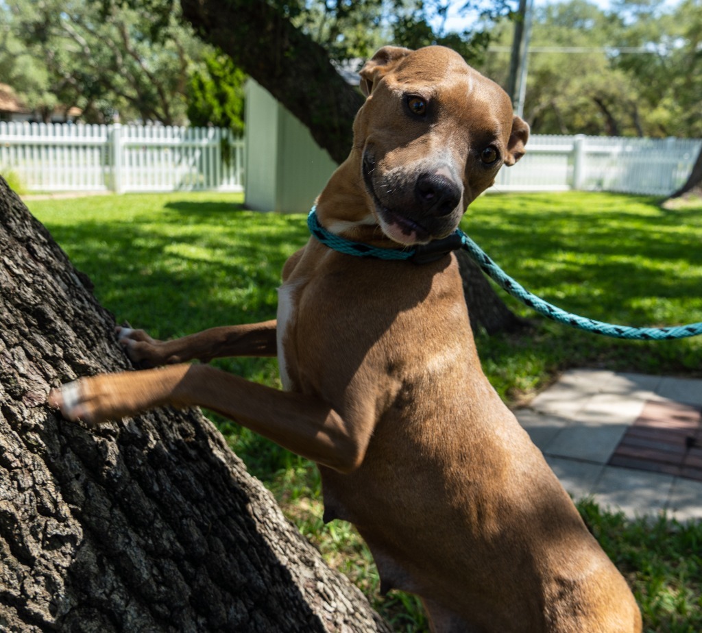 Andromeda, an adoptable American Staffordshire Terrier, Boston Terrier in Fulton, TX, 78358 | Photo Image 5