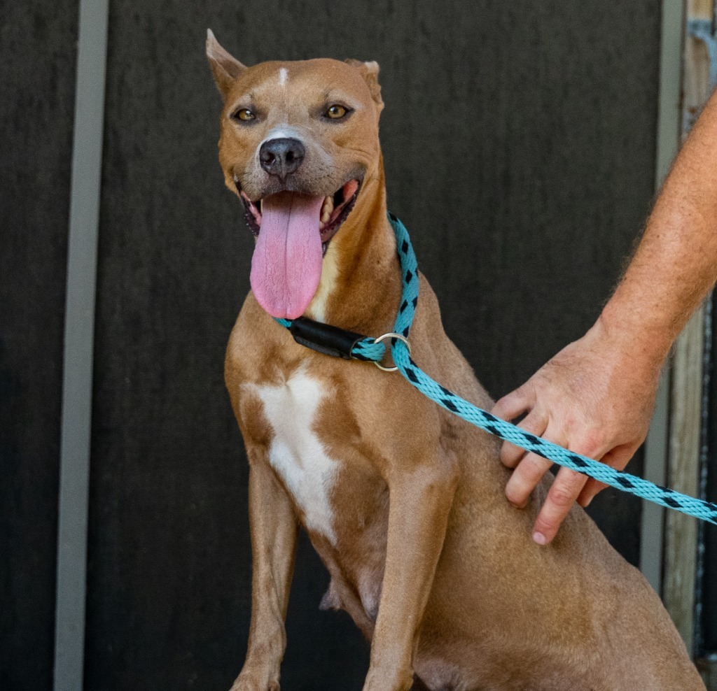 Andromeda, an adoptable American Staffordshire Terrier, Boston Terrier in Fulton, TX, 78358 | Photo Image 6