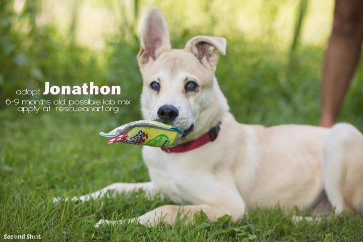 Jonathon, an adopted Yellow Labrador Retriever & German Shepherd Dog Mix in Cincinnati, OH_image-4