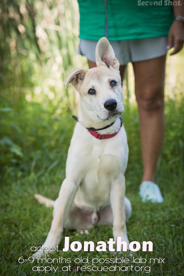 Jonathon, an adopted Yellow Labrador Retriever & German Shepherd Dog Mix in Cincinnati, OH_image-5