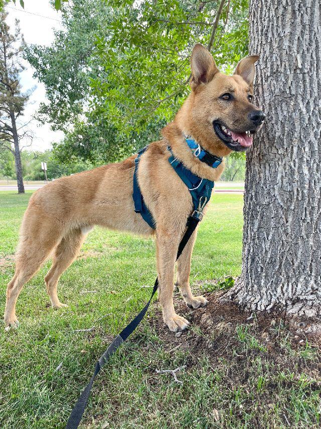 Referral - Jaxon, an adoptable German Shepherd Dog Mix in Fort Morgan, CO_image-1